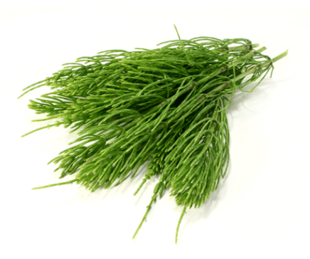 Extrait de prêle dans NEOflorax